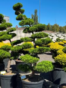 2818 - Jalovec čínský - Juniperus chinensis 'Kaizuka'