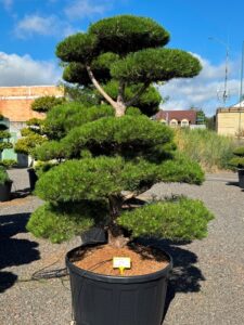 2819 - Borovice černá pravá - Pinus nigra nigra