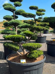 2820 - Tis japonský - Taxus cuspidata 'Farmen'