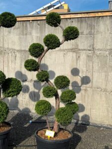 2821 - Zerav západní - Thuja occidentalis 'Brabant'