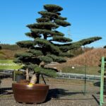 Borovice drobnokvětá - Pinus parviflora var. pentaphylla