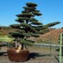 Borovice drobnokvětá - Pinus parviflora var. pentaphylla