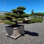2823 - Borovice drobnokvětá - Pinus parviflora var. pentaphylla