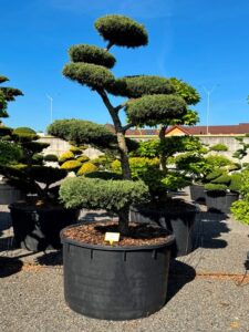 2824 - Jalovec prostřední - Juniperus media 'Hetzii'