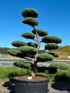2826 - Jalovec prostřední - Juniperus media 'Hetzii'