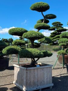 2827 - Jalovec prostřední - Juniperus media 'Hetzii'