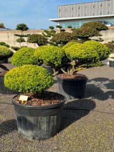 2829 - Cesmína vroubkovaná - Ilex crenata 'Golden Gem'