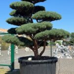 2830 - Borovice lesní - Pinus sylvestris 'Watereri'