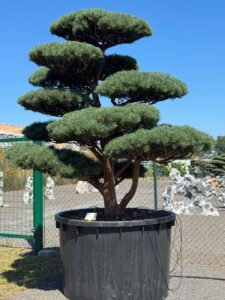 2830 - Borovice lesní - Pinus sylvestris 'Watereri'