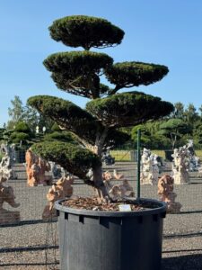 2831 - Tis prostřední - Taxus media 'Hicksii'