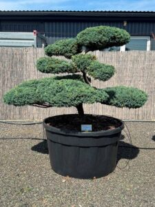 2832 - Jalovec šupinatý - Juniperus squamata 'Blue Carpet'