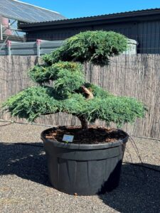 2832 - Jalovec šupinatý - Juniperus squamata 'Blue Carpet'