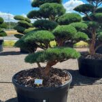 2833 - Borovice lesní - Pinus sylvestris 'Watereri'