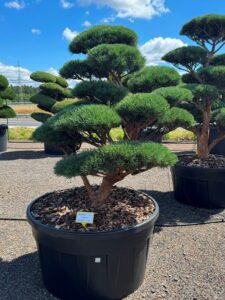 2833 - Borovice lesní - Pinus sylvestris 'Watereri'