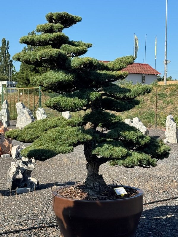 2834 - Borovice drobnokvětá - Pinus parviflora 'Glauca'