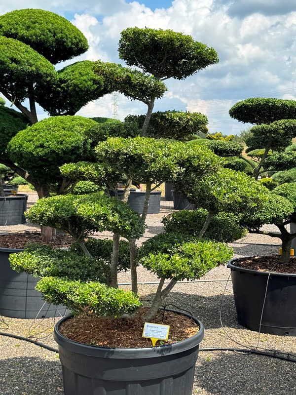 2835 - Cesmína vroubkovaná - Ilex crenata 'Green Lustre'