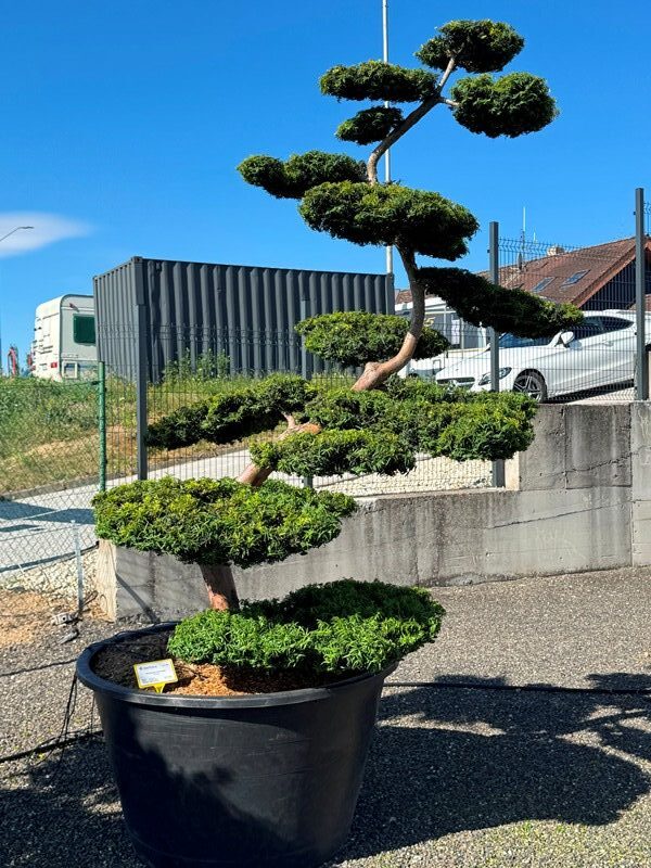 2836 - Tis červený - Taxus baccata 'Summergold'