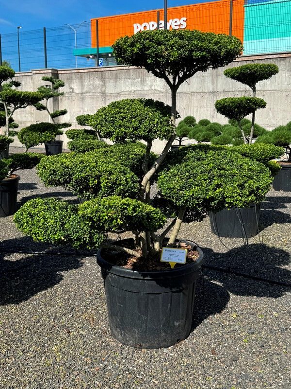 2838 - Cesmína vroubkovaná - Ilex crenata 'Convexa'