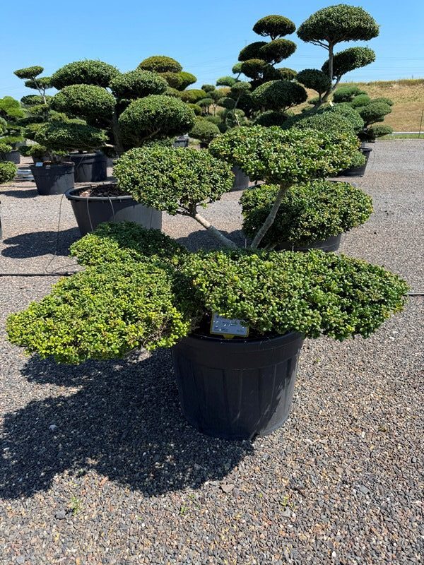 2839 - Cesmína vroubkovaná - Ilex crenata 'Convexa'
