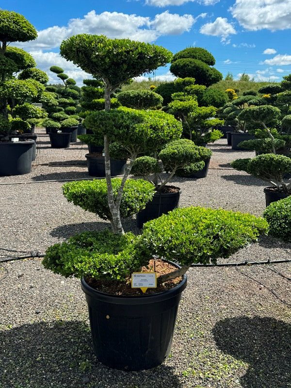 2840 - Cesmína vroubkovaná - Ilex crenata