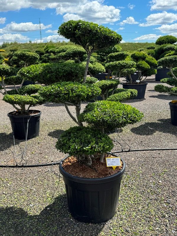 2841 - Cesmína vroubkovaná - Ilex crenata