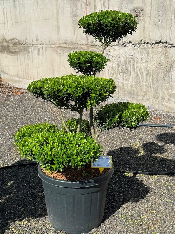 2842 - Cesmína vroubkovaná - Ilex crenata 'Blondie'