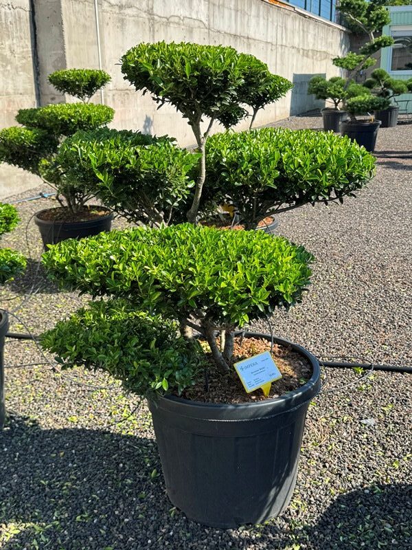2843 - Cesmína vroubkovaná - Ilex crenata 'Blondie'