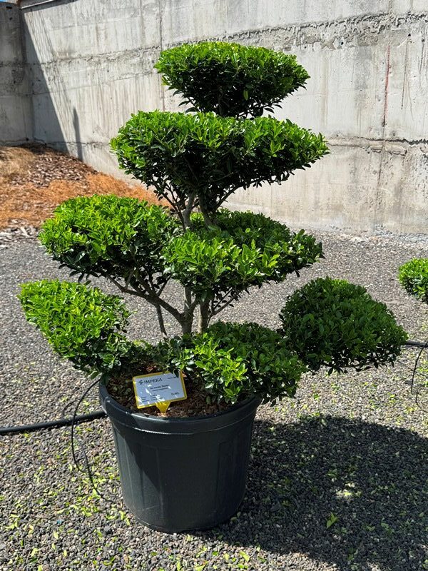 2844 - Cesmína vroubkovaná - Ilex crenata 'Blondie'