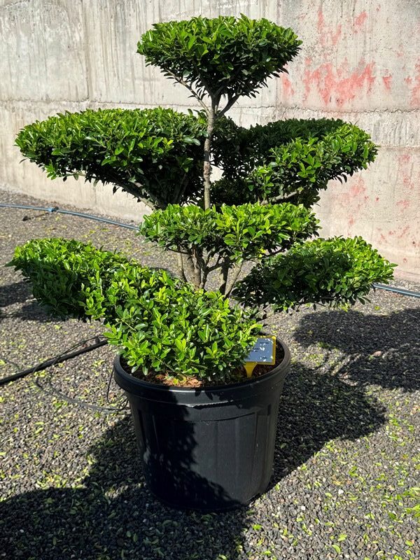 2845 - Cesmína vroubkovaná - Ilex crenata 'Blondie'