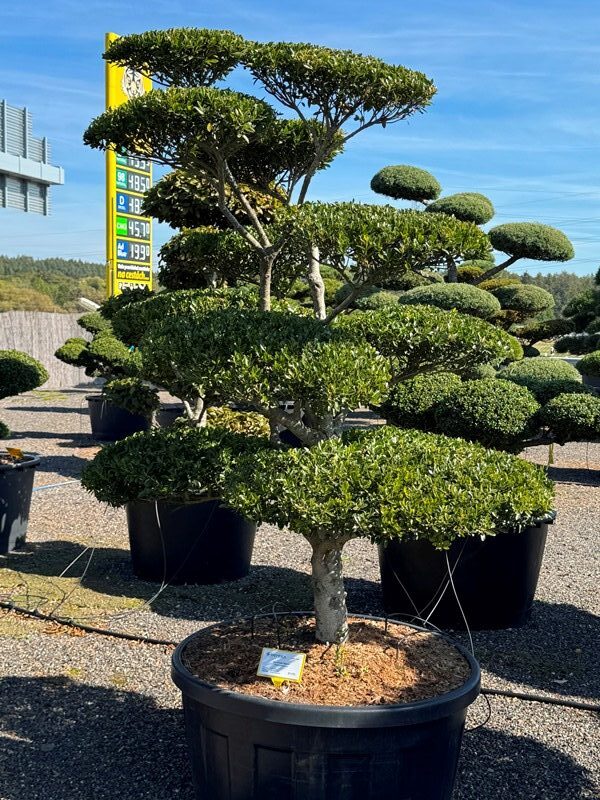 2846 - Cesmína vroubkovaná - Ilex crenata 'Blondie'