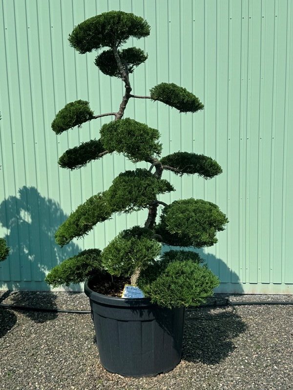 2847 - Jalovec chvojka - Juniperus sabina 'Rockery Gem'