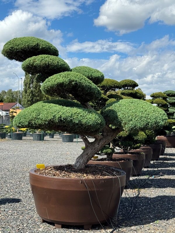 2849 - Jalovec prostřední - Juniperus media 'Hetzii'