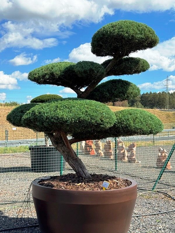 2849 - Jalovec prostřední - Juniperus media 'Hetzii'