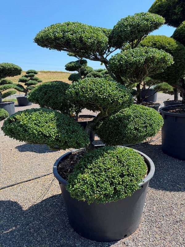 2850 - Cesmína vroubkovaná - Ilex crenata 'Convexa'
