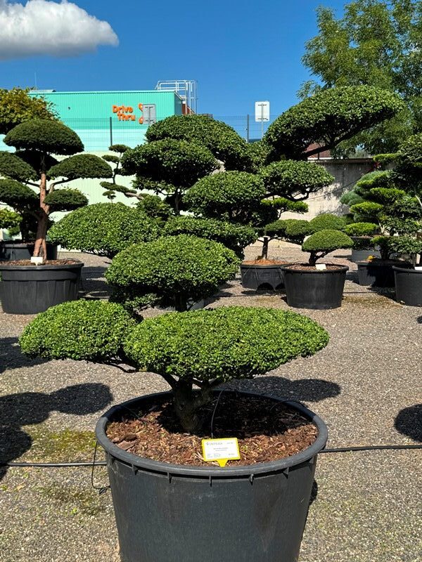 2851 - Cesmína vroubkovaná - Ilex crenata 'Convexa'