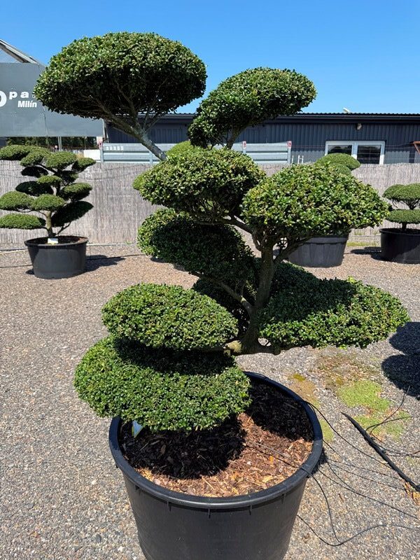 2853 - Cesmína vroubkovaná - Ilex crenata 'Convexa'