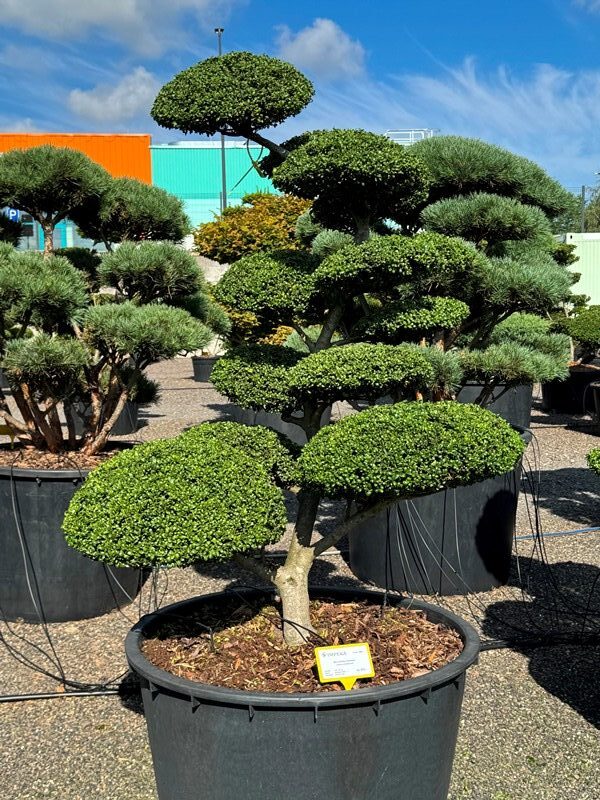 2854 - Cesmína vroubkovaná - Ilex crenata 'Convexa'