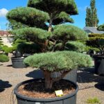 2857 - Borovice lesní - Pinus sylvestris 'Watereri'