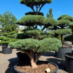 2858 - Borovice lesní - Pinus sylvestris 'Watereri'