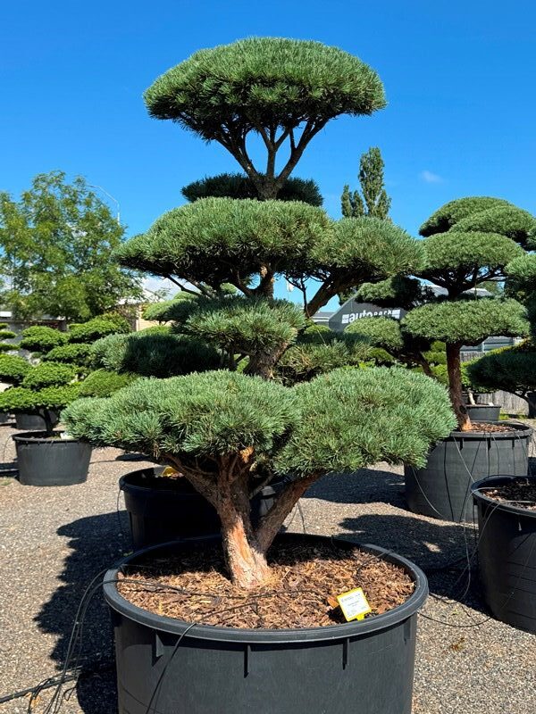 2858 - Borovice lesní - Pinus sylvestris 'Watereri'