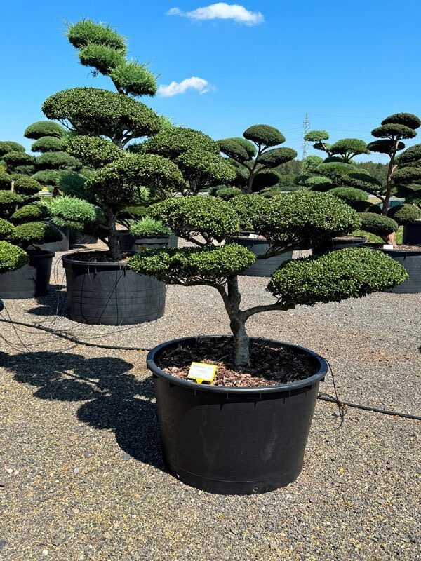 2860 - Cesmína vroubkovaná - Ilex crenata 'Convexa'