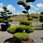 2862 - Tis červen&yacute; - Taxus baccata 'Semperaurea'