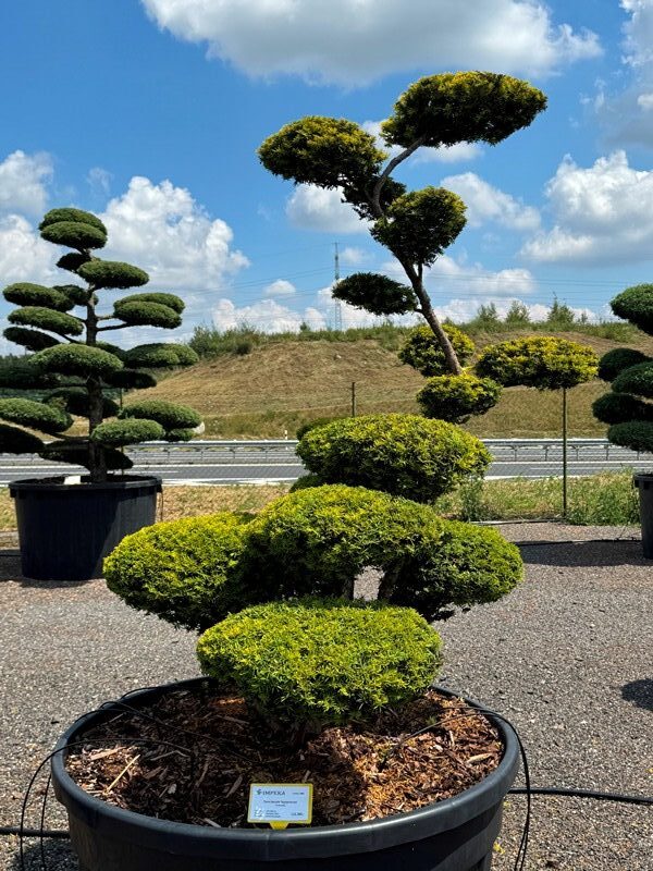 2862 - Tis červený - Taxus baccata 'Semperaurea'