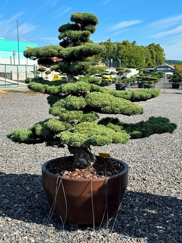 2863 - Borovice drobnokvětá - Pinus parviflora 'Glauca'