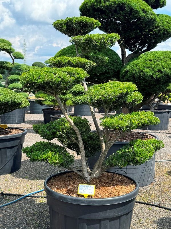 2864 - Cesmína vroubkovaná - Ilex crenata 'Green Lustre'