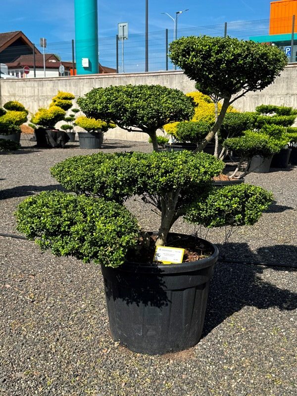 2866 - Cesmína vroubkovaná - Ilex crenata 'Convexa'