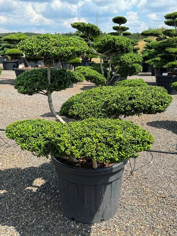 2868 - Cesmína vroubkovaná - Ilex crenata 'Convexa'