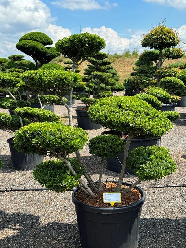2869 - Cesmína vroubkovaná - Ilex crenata