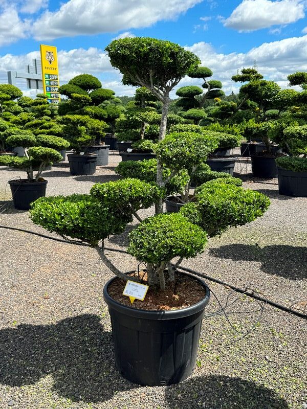 2870 - Cesmína vroubkovaná - Ilex crenata