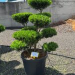2872 - Cesm&iacute;na vroubkovan&aacute; - Ilex crenata 'Blondie'
